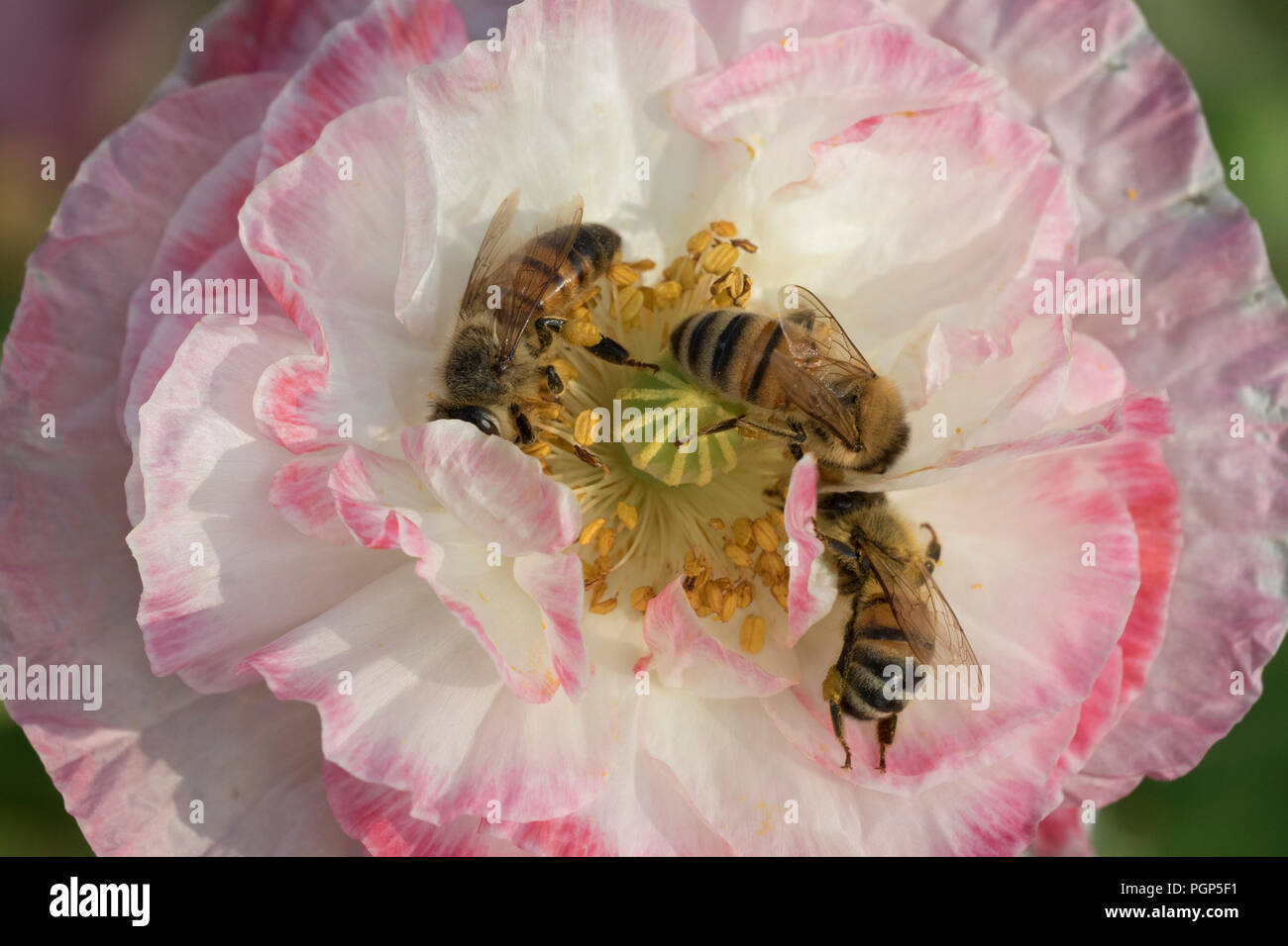 Les abeilles en fleur de pavot Banque D'Images