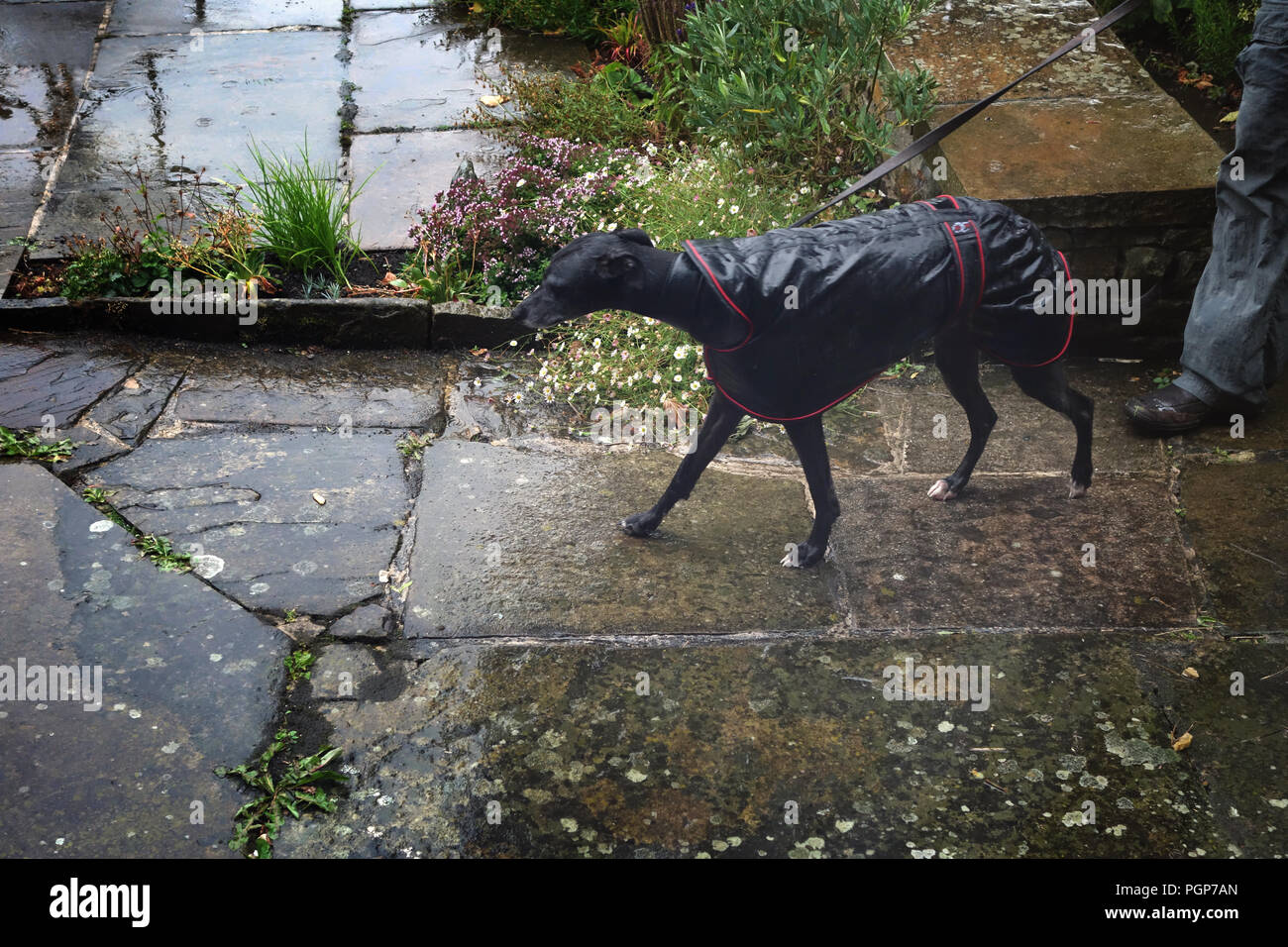 Jeune Noir Whippet dans son manteau de rentrer à pied à son domicile de la pluie Banque D'Images