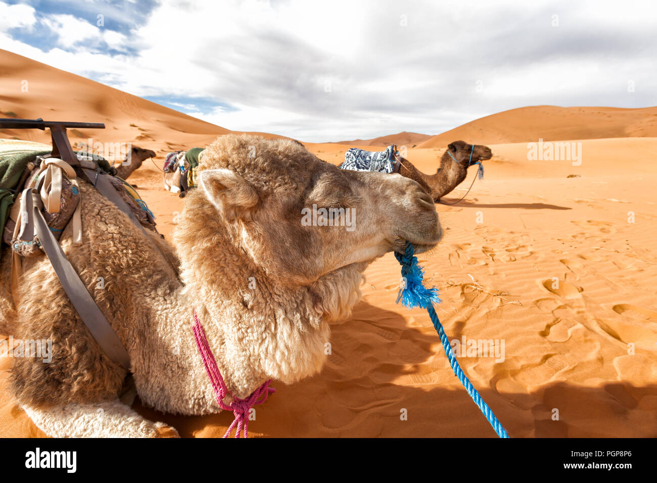 Maroc, désert du Sahara. Les chameaux au repos couché sur les dunes de sable. Close up camel au premier plan. Copy space Banque D'Images