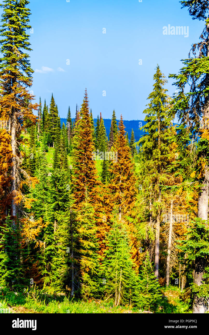 La mort rouge, Pins en raison d'attaques du dendroctone du pin sur la montagne près de Tod le village alpin de Sun Peaks dans la Shuswap Highlands du Okanagen Banque D'Images