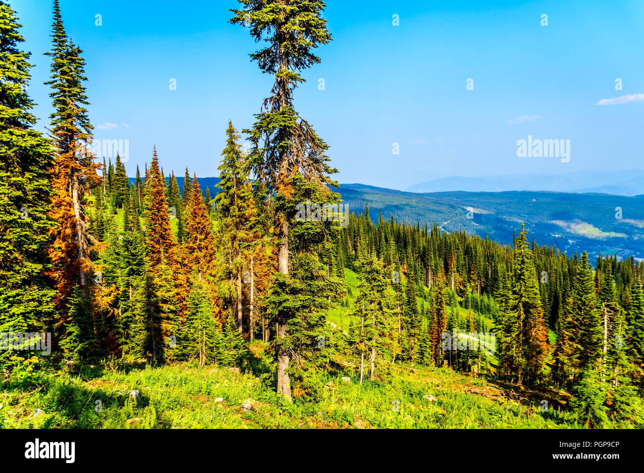 La mort rouge, Pins en raison d'attaques du dendroctone du pin sur la montagne près de Tod le village alpin de Sun Peaks dans la Shuswap Highlands du Okanagen Banque D'Images