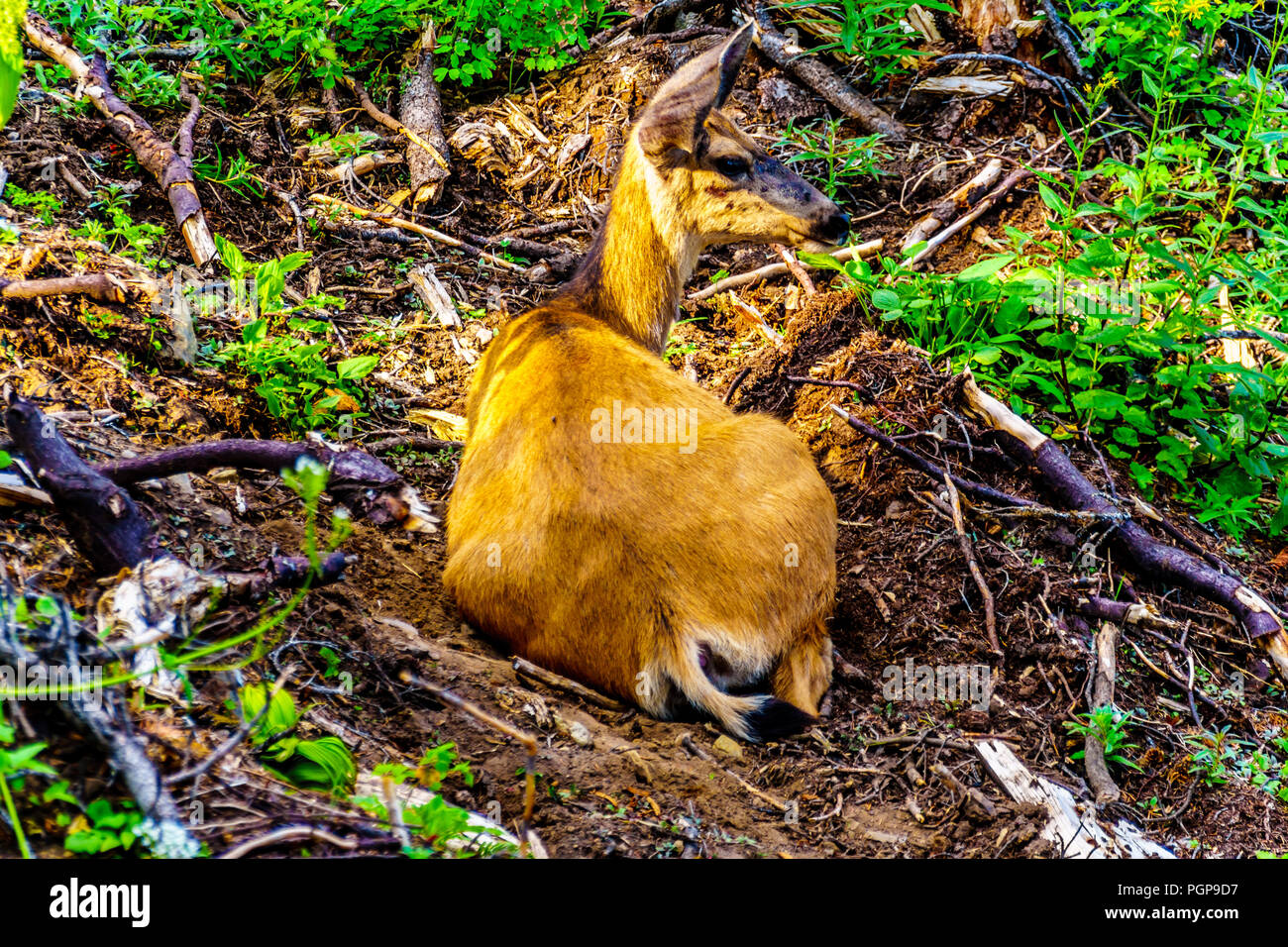 Près d'un Cerf à queue noire portant dans la fraîcheur du sable sur une chaude journée d'été sur la montagne Tod dans les hautes terres de la Shuswap Okanagen centrale en C.-B. Banque D'Images