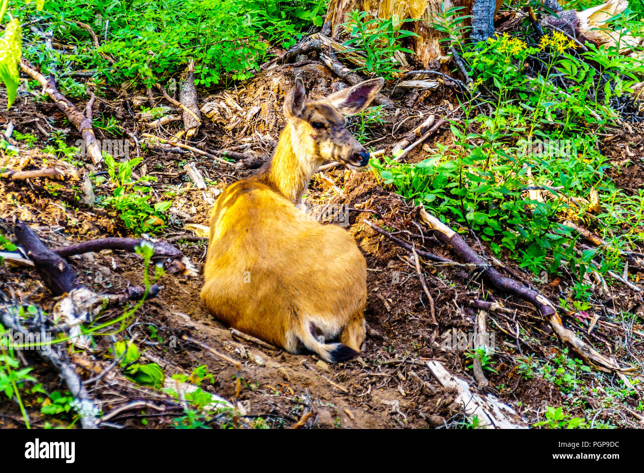 Près d'un Cerf à queue noire portant dans la fraîcheur du sable sur une chaude journée d'été sur la montagne Tod dans les hautes terres de la Shuswap Okanagen centrale en C.-B. Banque D'Images