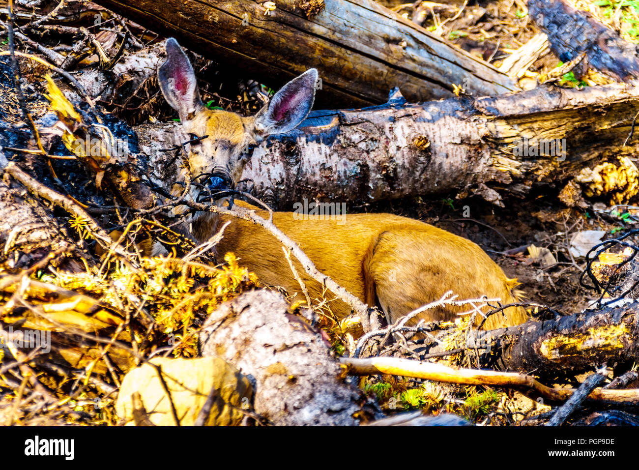 Près d'un Cerf à queue noire portant dans la fraîcheur du sable sur une chaude journée d'été sur la montagne Tod dans les hautes terres de la Shuswap Okanagen centrale en C.-B. Banque D'Images