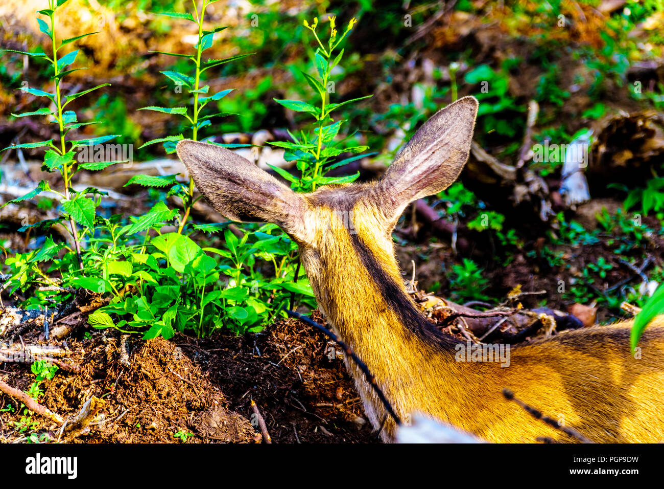 De près de l'arrière de la tête d'un Cerf à queue noire sur une journée chaude sur Tod Mountain dans les hautes terres de la Shuswap Central Okanagan BC, Canada Banque D'Images