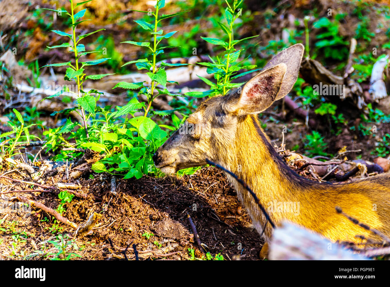 Gros plan de la tête d'un Cerf à queue noire se reposer dans la fraîcheur du sable sur une journée chaude sur Tod Mountain dans les hautes terres de la Shuswap Central Okanagan BC Banque D'Images
