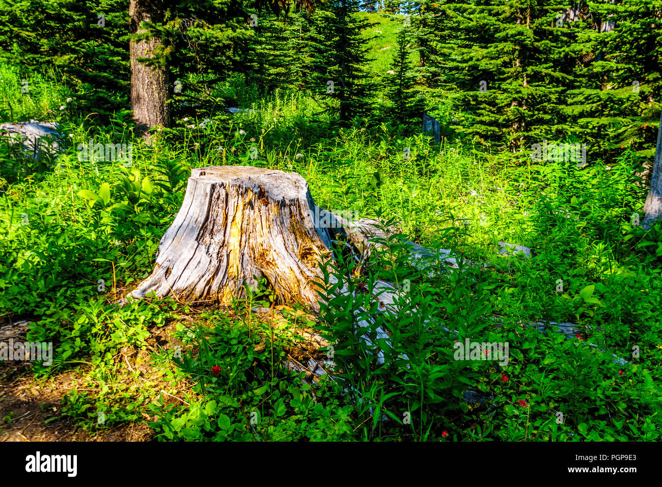 Vieille souche d'arbre le long d'un sentier de randonnée sur la montagne Tod près du village alpin de Sun Peaks dans la Shuswap Highlands du Okanagen en C.-B. Canada Banque D'Images