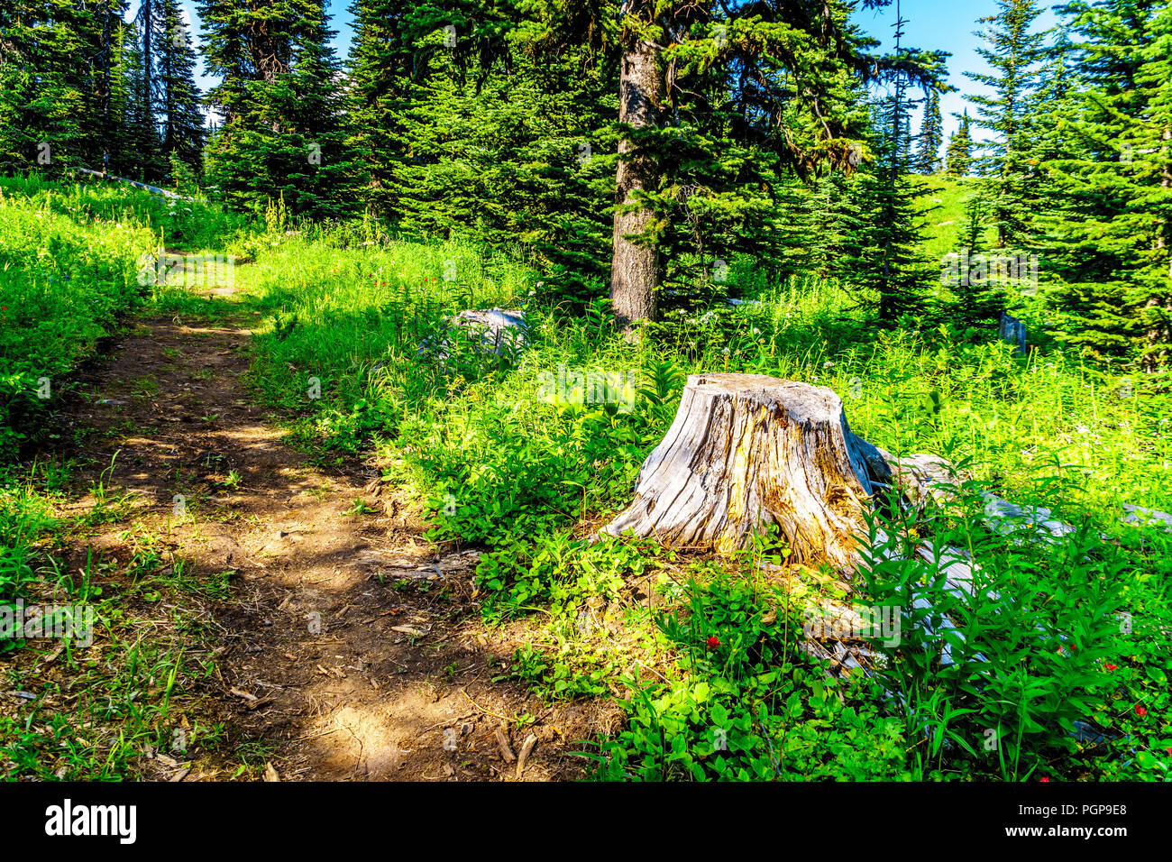 Vieille souche d'arbre le long d'un sentier de randonnée sur la montagne Tod près du village alpin de Sun Peaks dans la Shuswap Highlands du Okanagen en C.-B. Canada Banque D'Images