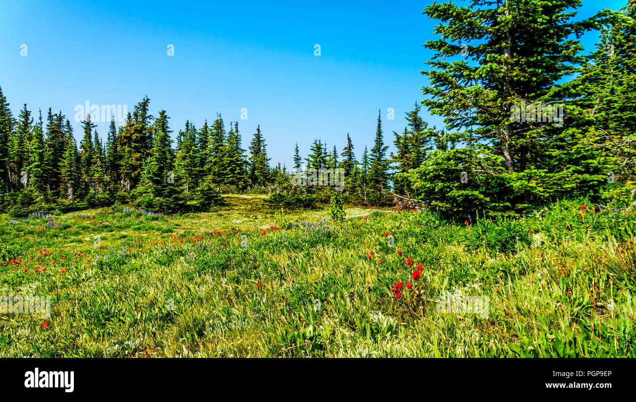 Randonnée à travers les alpages de fleurs sauvages sur Juniper Ridge de Tod Mountain près du village alpin de Sun Peaks, en Colombie-Britannique, Canada Banque D'Images