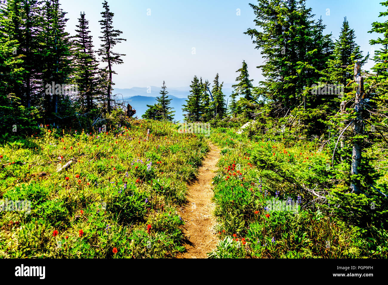 Randonnée à travers les alpages de fleurs sauvages sur Juniper Ridge de Tod Mountain près du village alpin de Sun Peaks, en Colombie-Britannique, Canada Banque D'Images