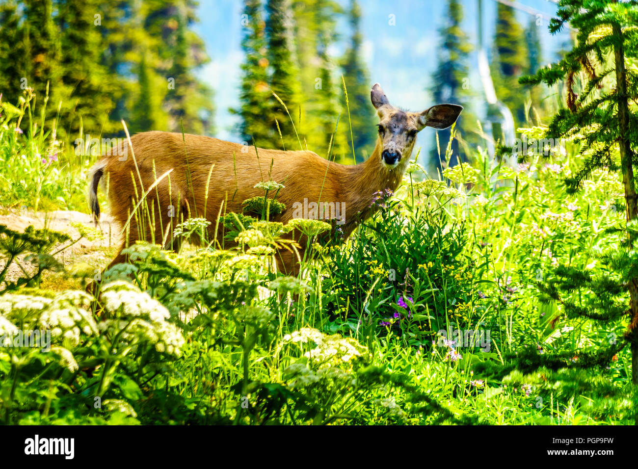 Près d'un Cerf à queue noire marche sur la montagne Tod sur une chaude journée d'été dans les hautes terres de la Shuswap Okanagen centrale en C.-B., Canada Banque D'Images