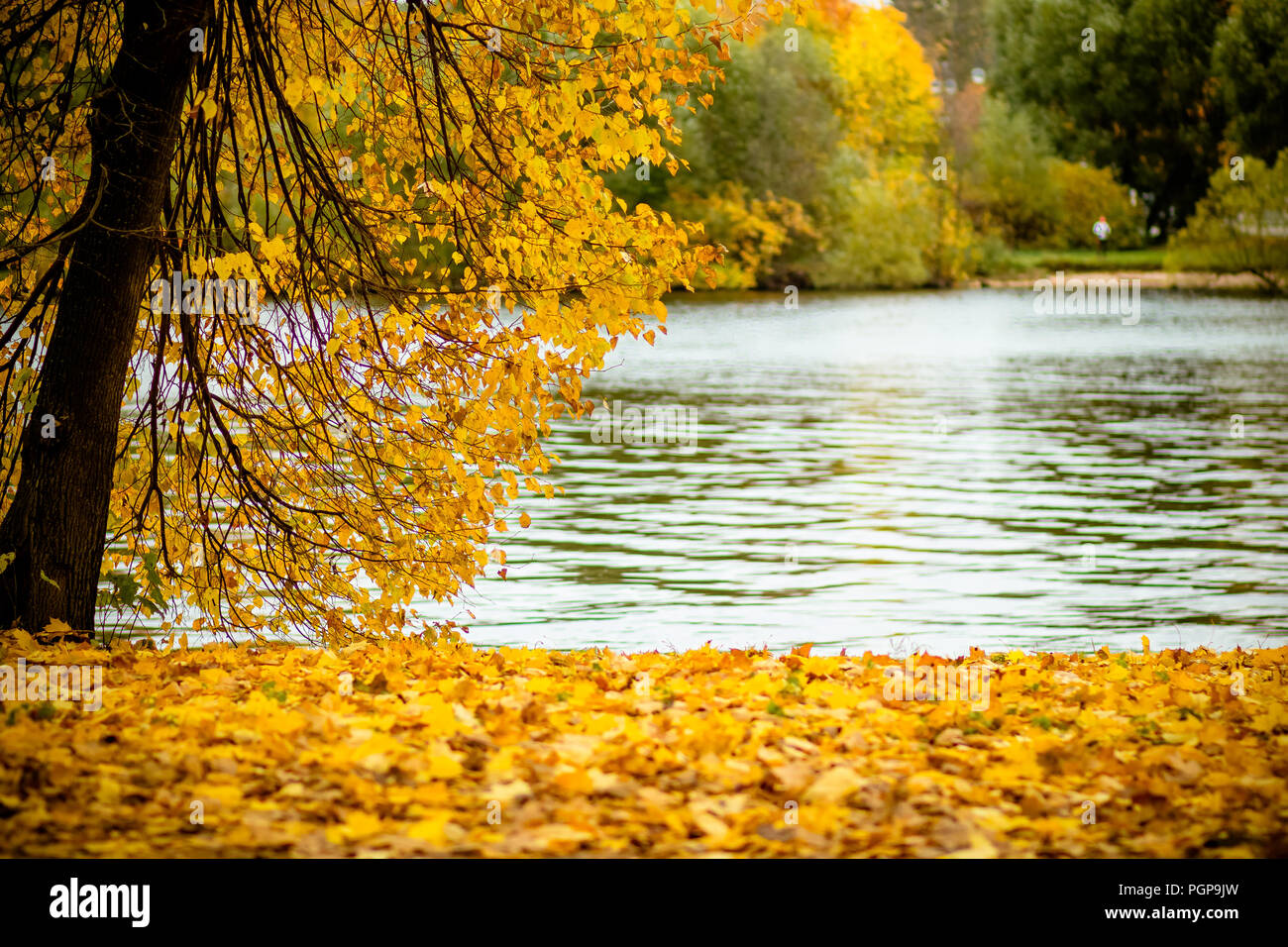 pics Tres Belle Image De La Nature https www alamyimages fr les feuilles sur les branches dans la foret d automne tres belle apres midi dans le parc de la ville paysage romantique au bord du lac la nature magnifique moment de calme et de detente autumn automne concept image216849441 html