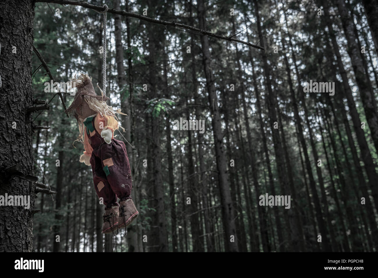 Contexte de l'Halloween avec un épouvantail minable pendu avec une corde à une branche, dans une forêt sombre, sinistre, avec de grands arbres secs presque. Banque D'Images