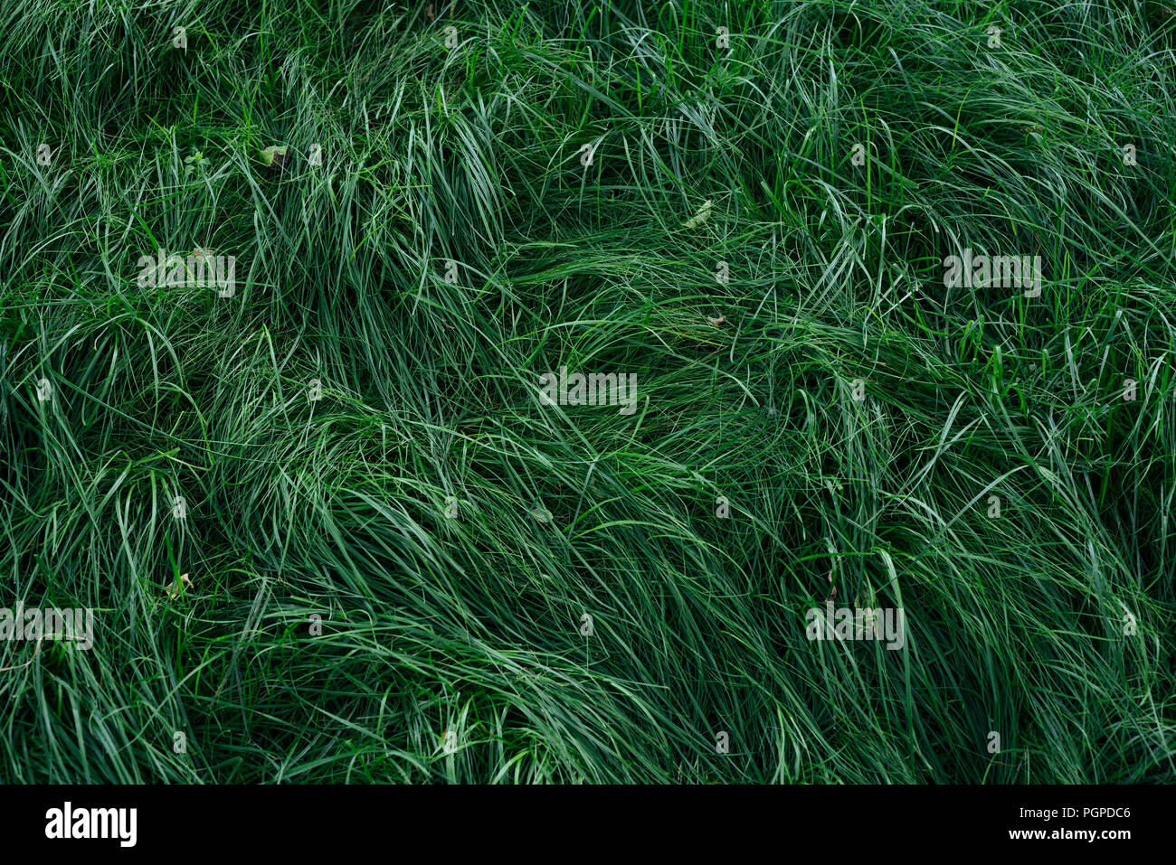 La texture de l'herbe verte dans le jardin Banque D'Images