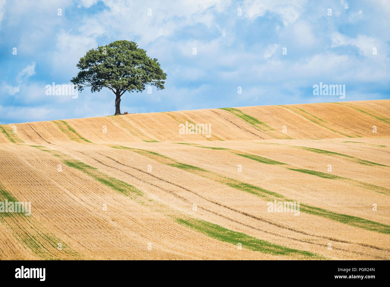 Un arbre isolé sur l'horizon d'un champ de chaumes. Banque D'Images