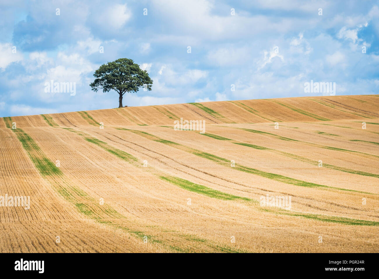 Un arbre isolé sur l'horizon d'un champ de chaumes. Banque D'Images