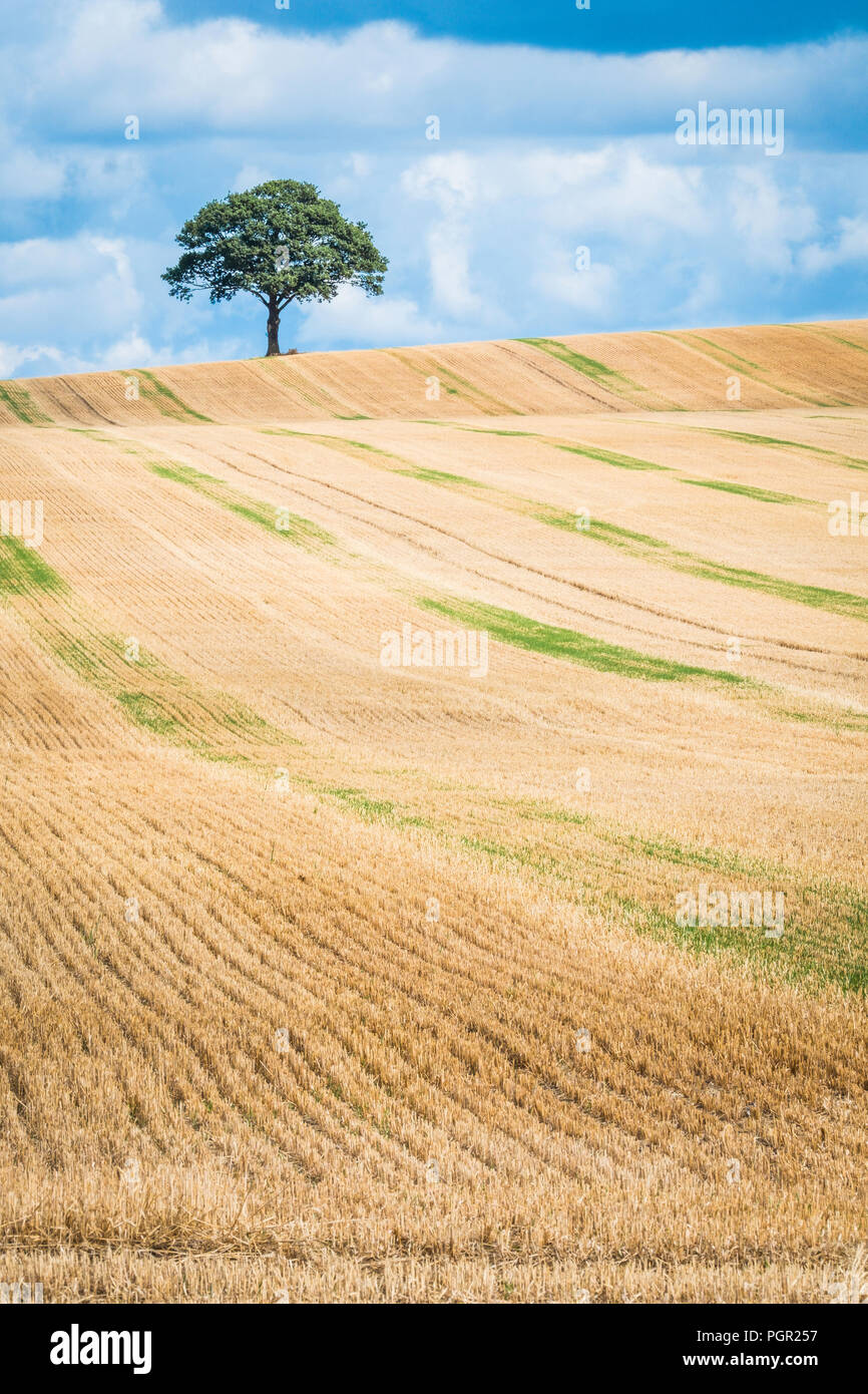 Un arbre isolé sur l'horizon d'un champ de chaumes. Banque D'Images