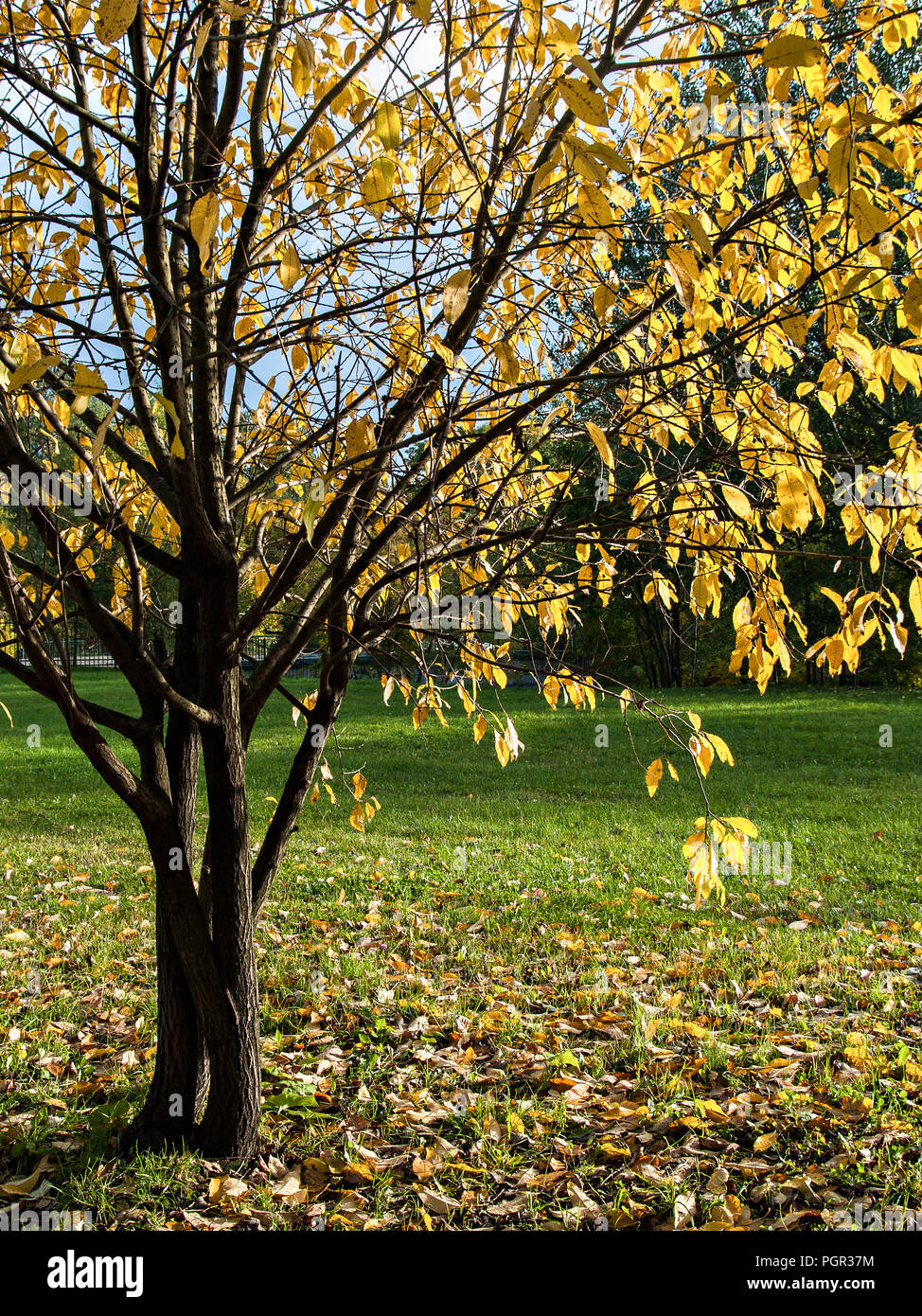 Les arbres avec des feuilles jaunes de l'automne au cours d'une chute des feuilles sur une clairière verte entourée de feuilles tombées bien éclairée par le soleil d'automne en octobre et septembre Banque D'Images