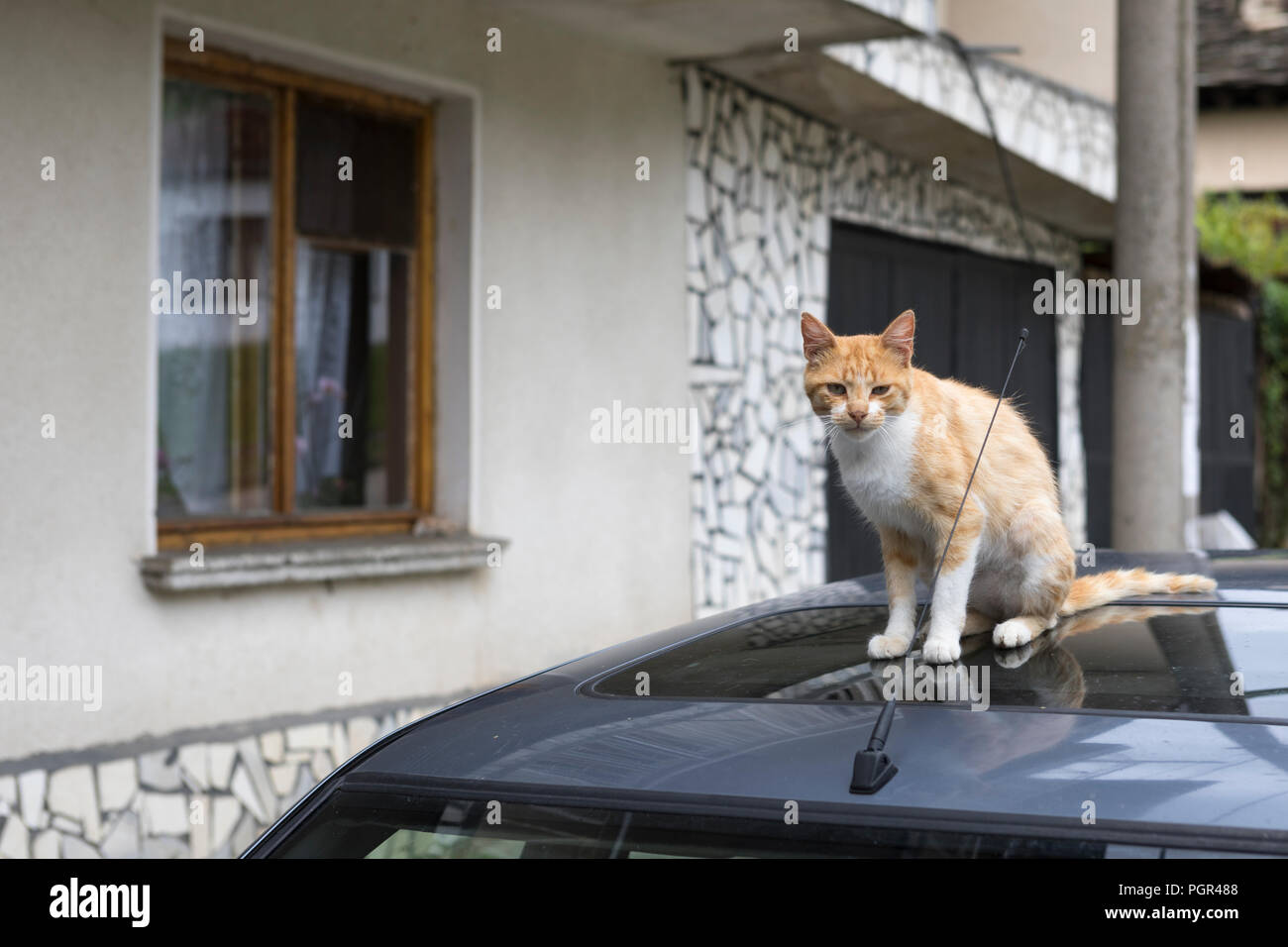 Assis sur le toit de la voiture Banque de photographies et d’images à ...