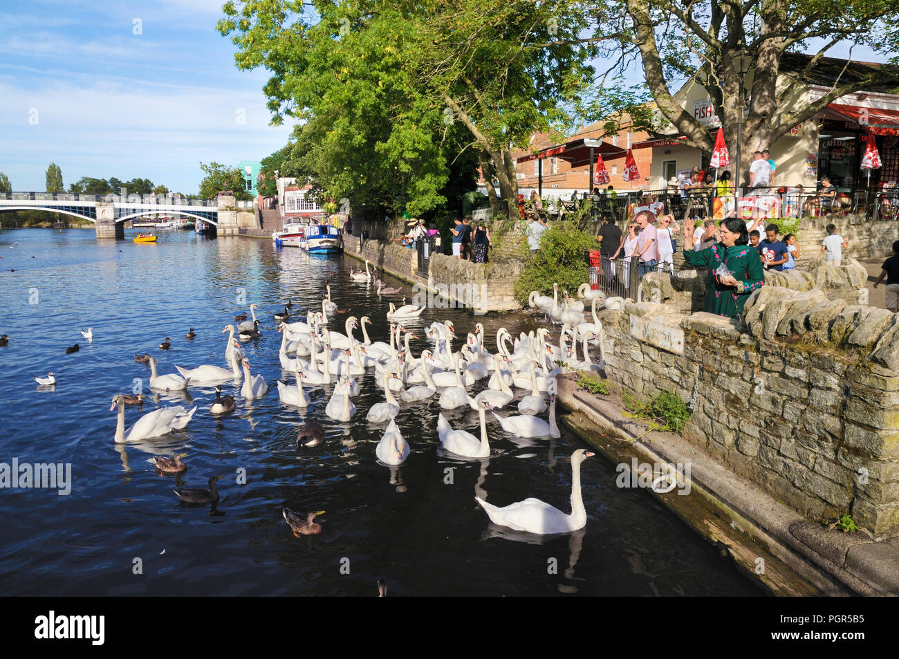 Les gens qui nourrissent les cygnes muets de la Reine sur la Tamise à Windsor, Berkshire, Angleterre, Royaume-Uni Banque D'Images