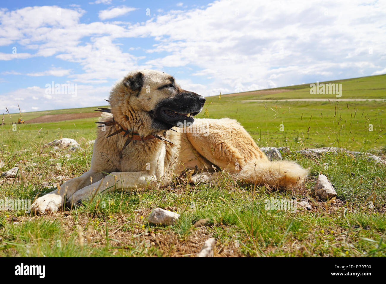 Chien de berger d'Anatolie avec col à pointes de fer. (Spiked carcan protège le cou de chien contre Wolf. Banque D'Images