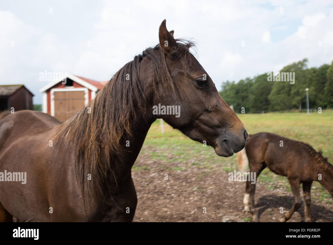 Chevaux swedisch Banque D'Images