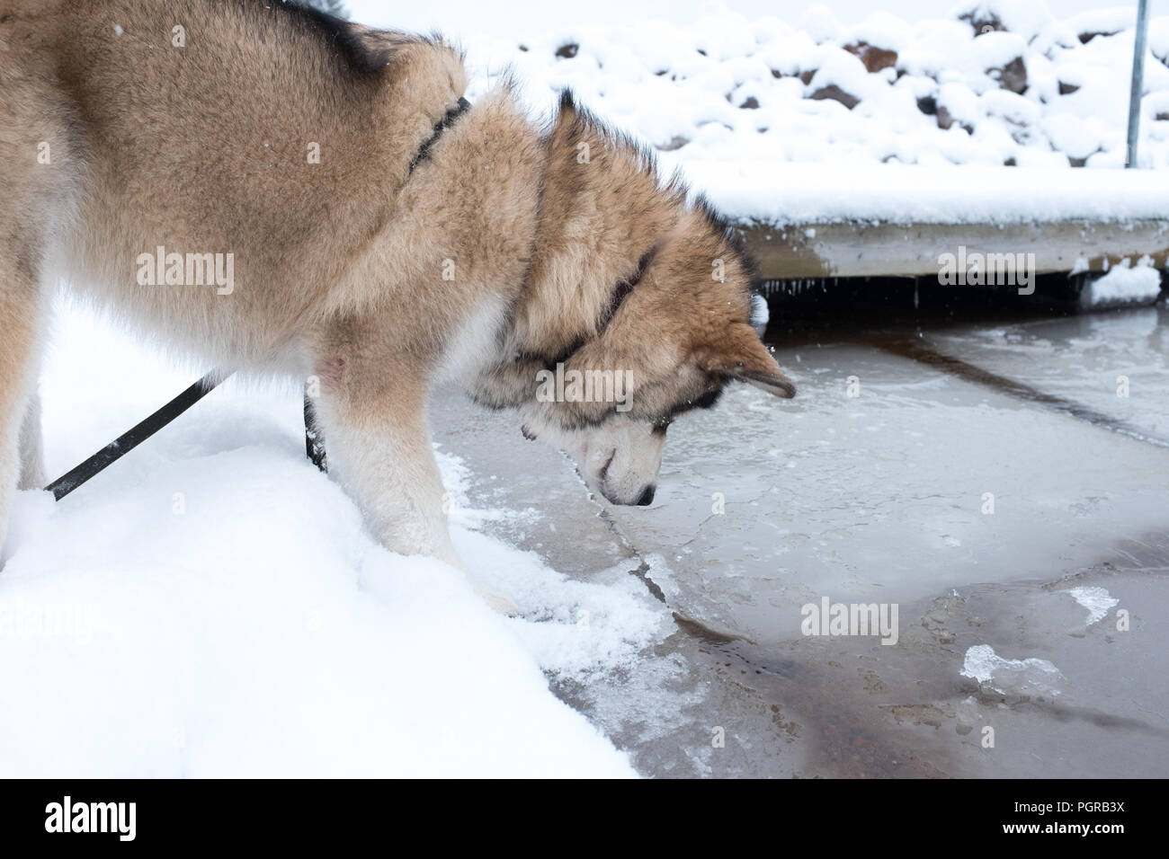 Husky à lac gelé Banque D'Images