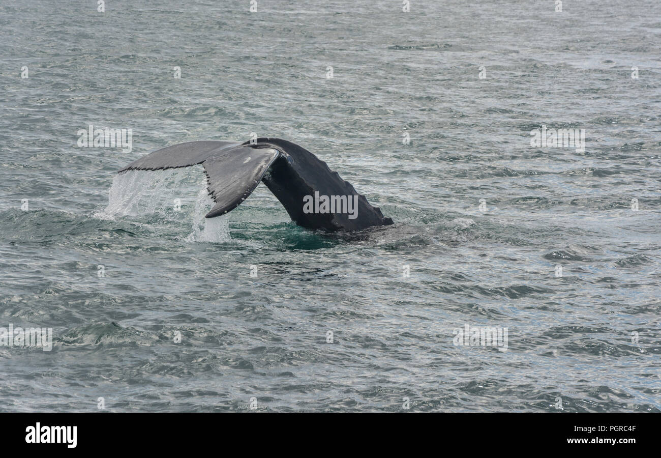 Baleine à bosse la plongée. Megaptera novaeangliae Banque D'Images