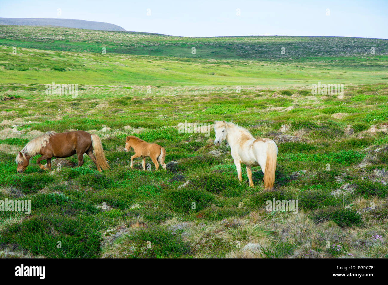 Cheval islandais sur le pâturage. Cheval islandais est endémique à la région de l'Islande. Banque D'Images