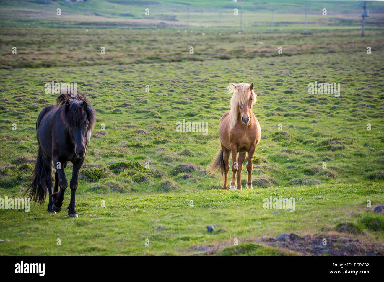 2 chevaux islandais. Cheval islandais est endémique à la région de l'Islande. Banque D'Images