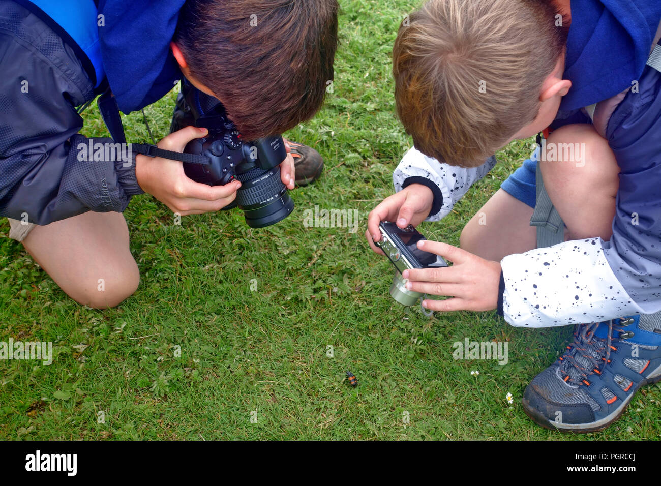 Deux jeunes garçons photographier un Sexton beetle Banque D'Images