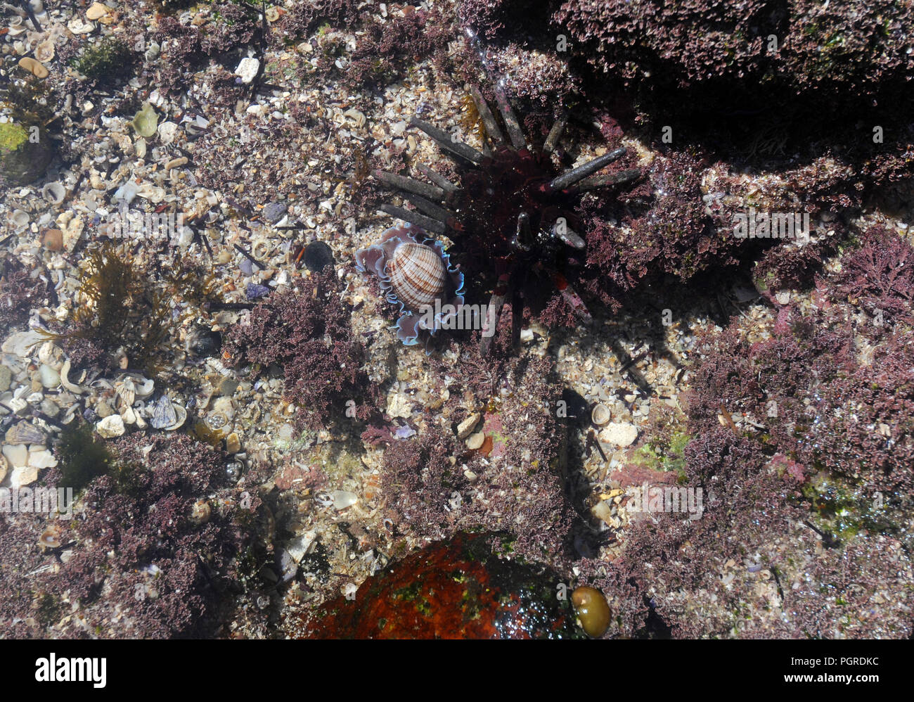 Rockpool life - urchin (crayon Phyllacanthus parvispinus) et doublé bubble shell (Bullina lineata), Currarong, Jervis Bay Marine Park, NSW, Australie Banque D'Images
