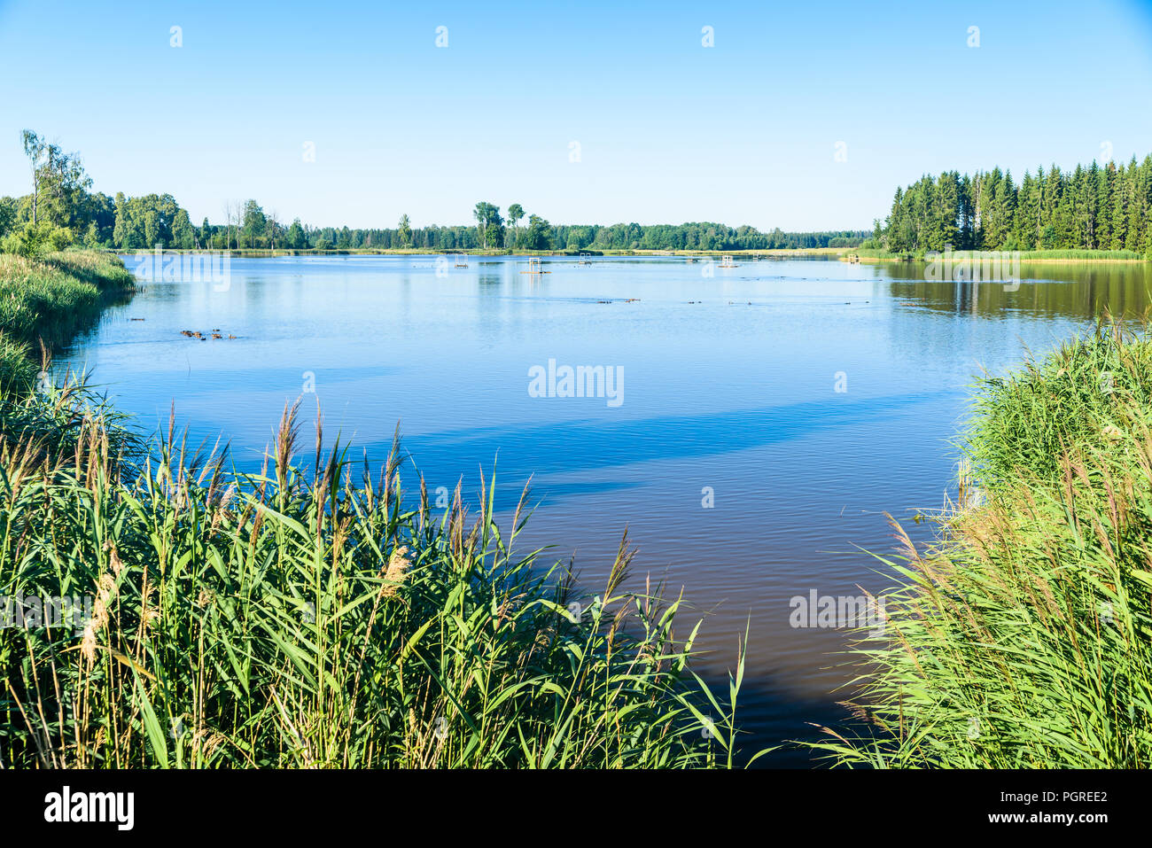 Lac d'oiseaux peu profondes et paysage de forêt. Beateberg l'emplacement, la Suède. Banque D'Images