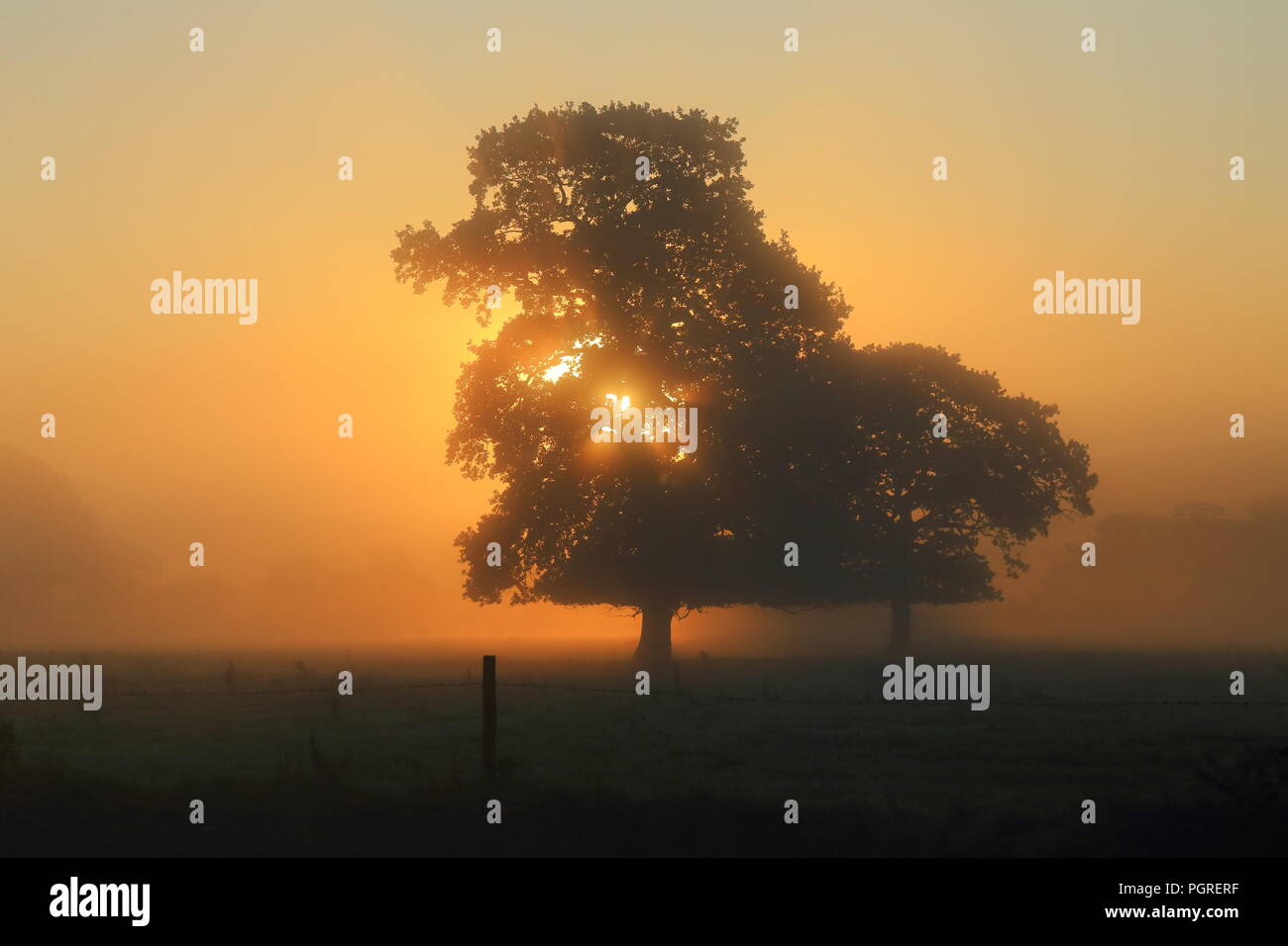 Les rayons du soleil brillant à travers l'arborescence sur le Matin brumeux Banque D'Images