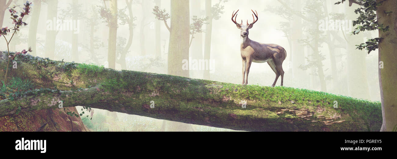 Debout cerfs sur pont arbre tombé dans un beau paysage de forêt brumeuse Banque D'Images
