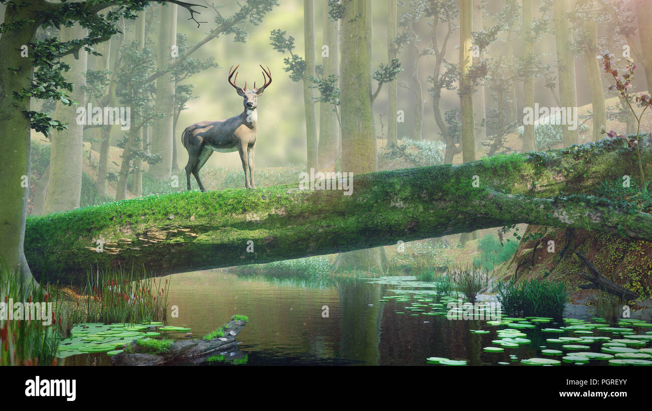 Debout cerfs sur pont arbre tombé dans un beau paysage de forêt brumeuse Banque D'Images