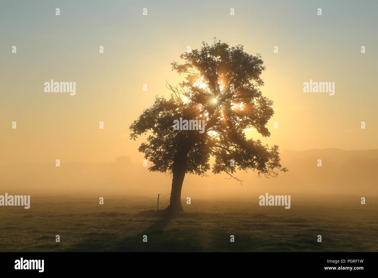 Rayons de soleil brillant à travers arbre sur un matin brumeux en Vallée d'Ax dans l'est du Devon Banque D'Images