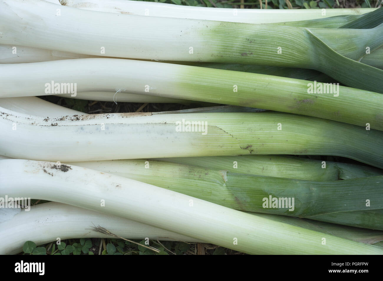 Une saucisse végétarienne traditionnelle galloise, poireaux fraîchement cueillis dans le jardin Banque D'Images