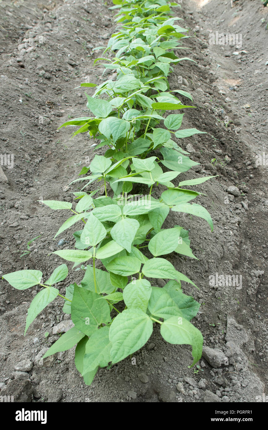 Les plants de haricots dans le jardin Banque D'Images