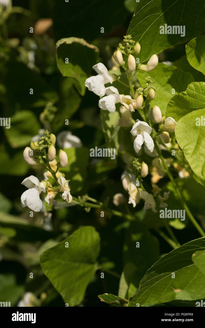 Les plants de haricots dans le jardin, fleur Banque D'Images