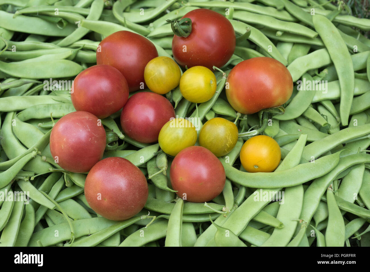 Légumes frais, haricots verts, tomates, variétés fraîchement cueilli dans le jardin Banque D'Images