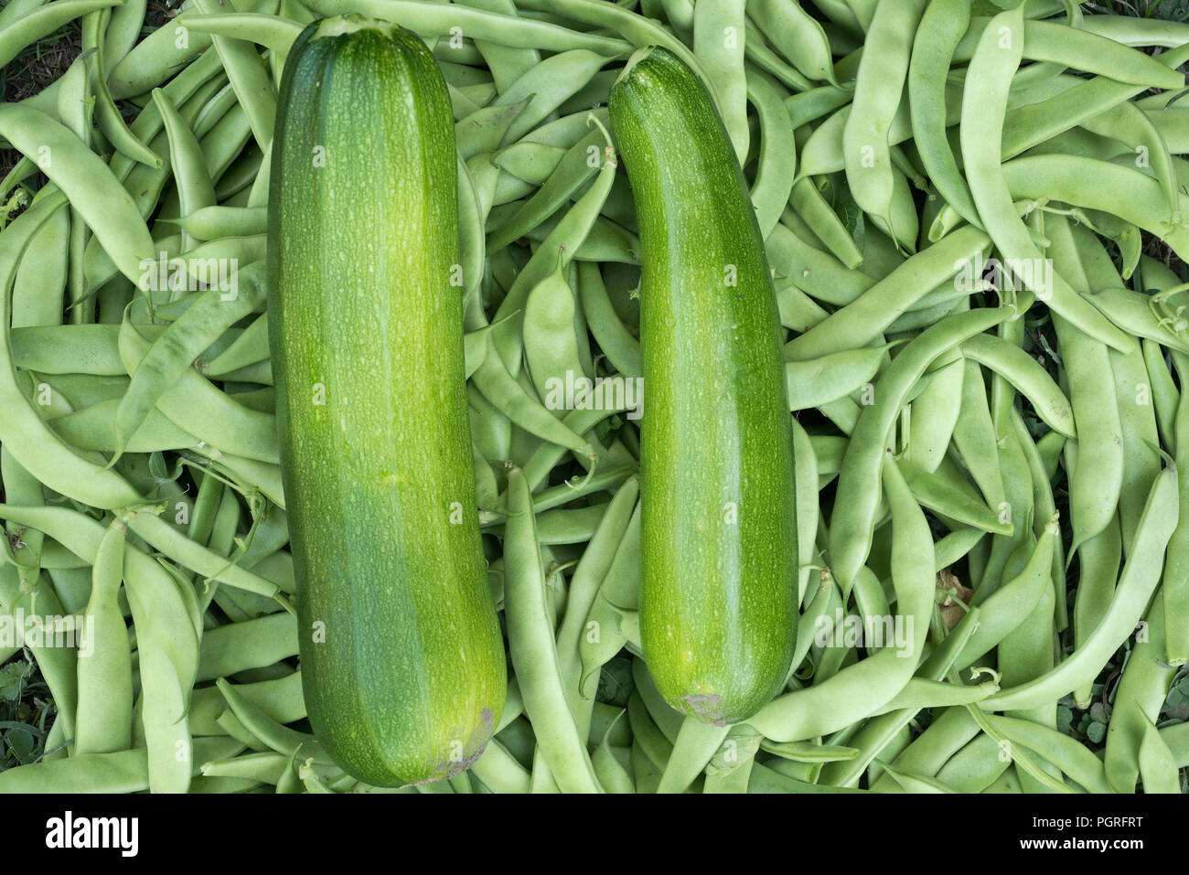 Légumes frais, haricots verts, courgettes, fraîchement cueillies dans le jardin Banque D'Images