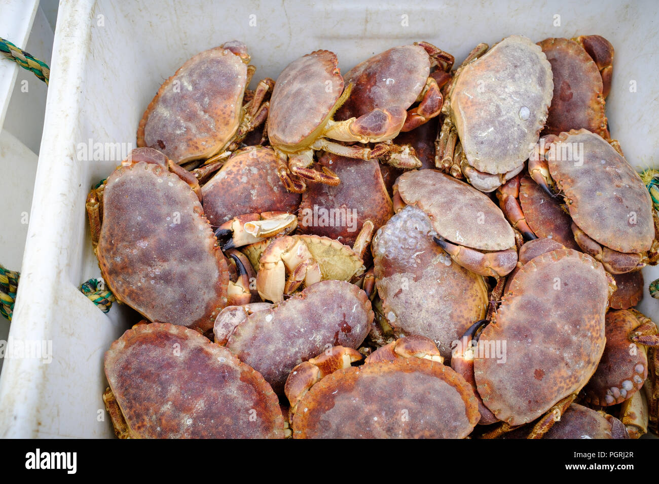 Aimerait vivre fraîchement pêché des crabes, débarqué dans le port de Newlyn. Dans Newlyn, Cornwall, Angleterre. Le 20 juin 2018. Banque D'Images