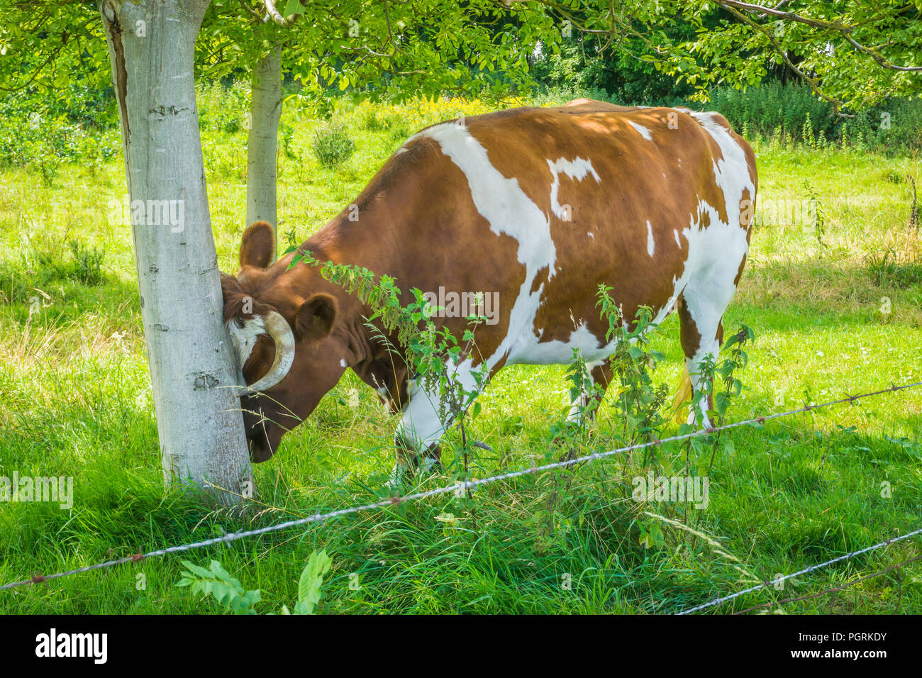 Vache cornes frottant sa tête contre un tronc d'arbre Banque D'Images
