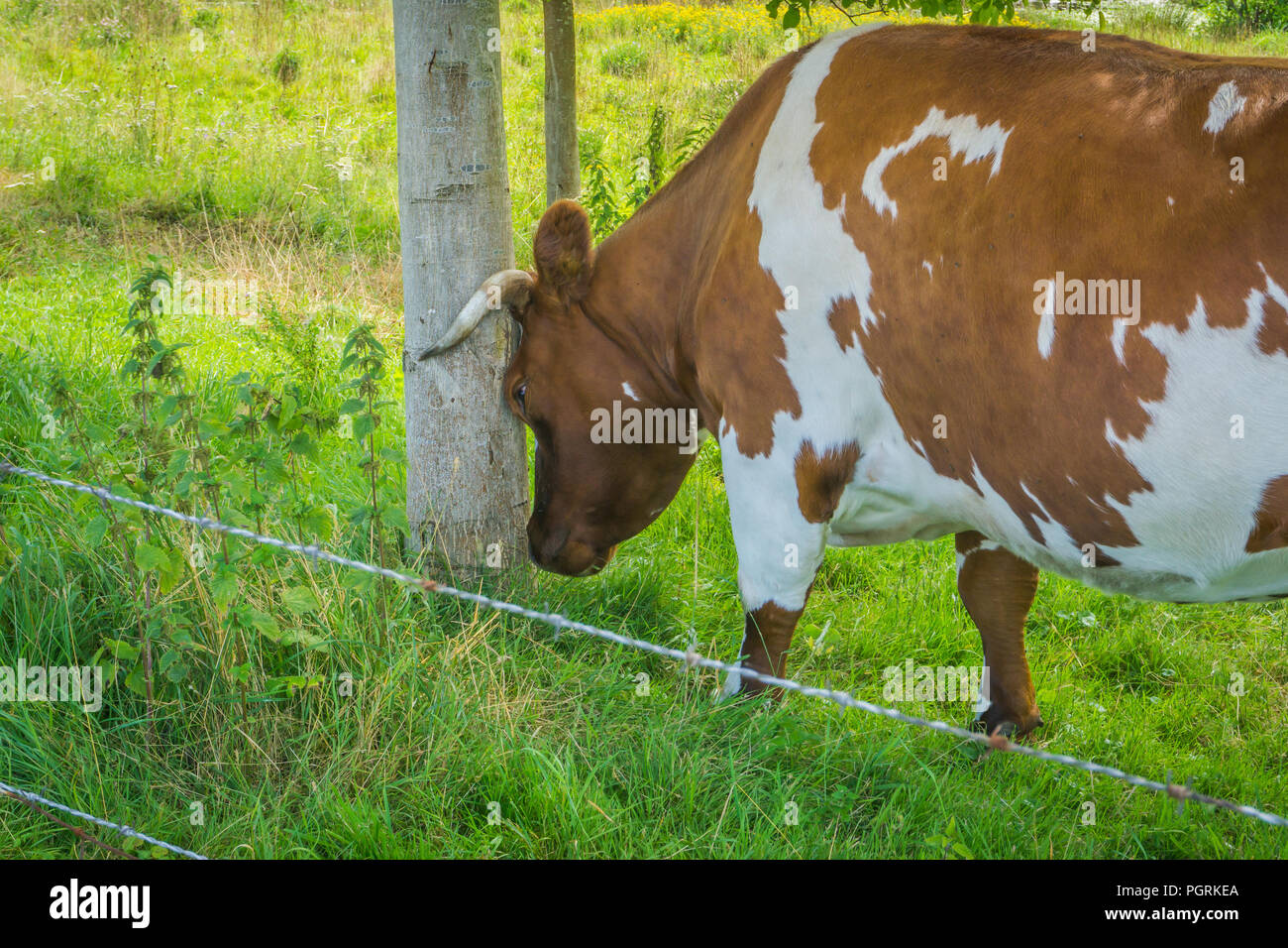 Horned vache brune se cogner la tête contre un tronc d'arbre Banque D'Images