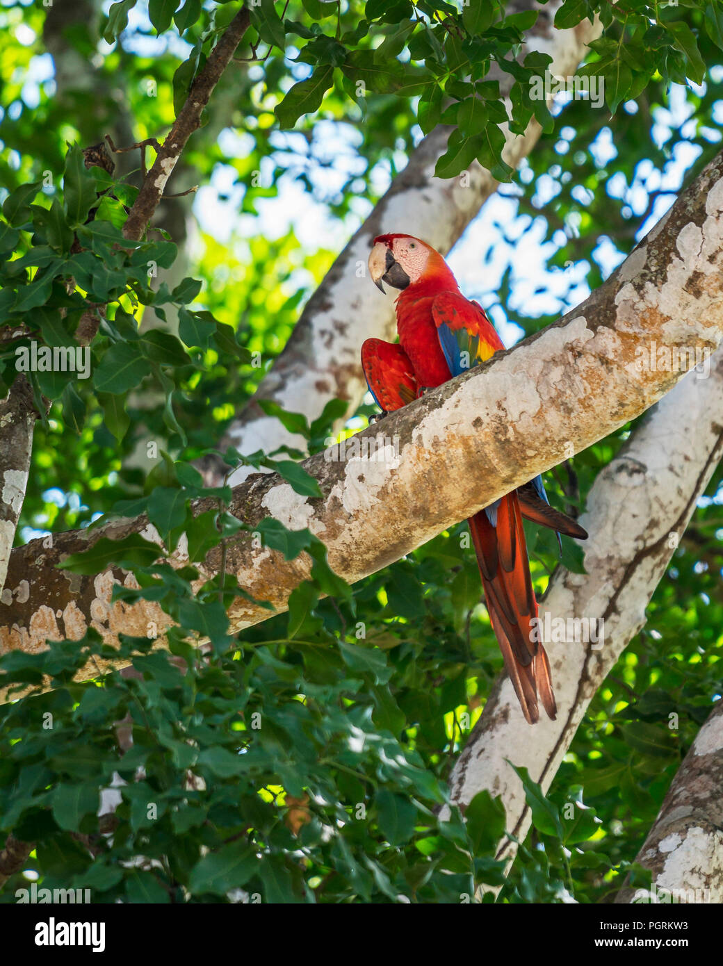Ara rouge sur une branche d'arbre, Costa Rica Banque D'Images