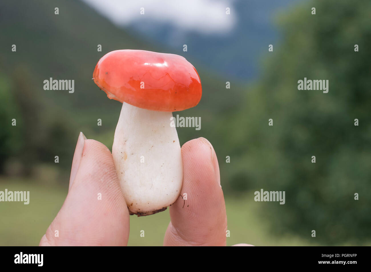 Champignons rouge dans la main Banque D'Images