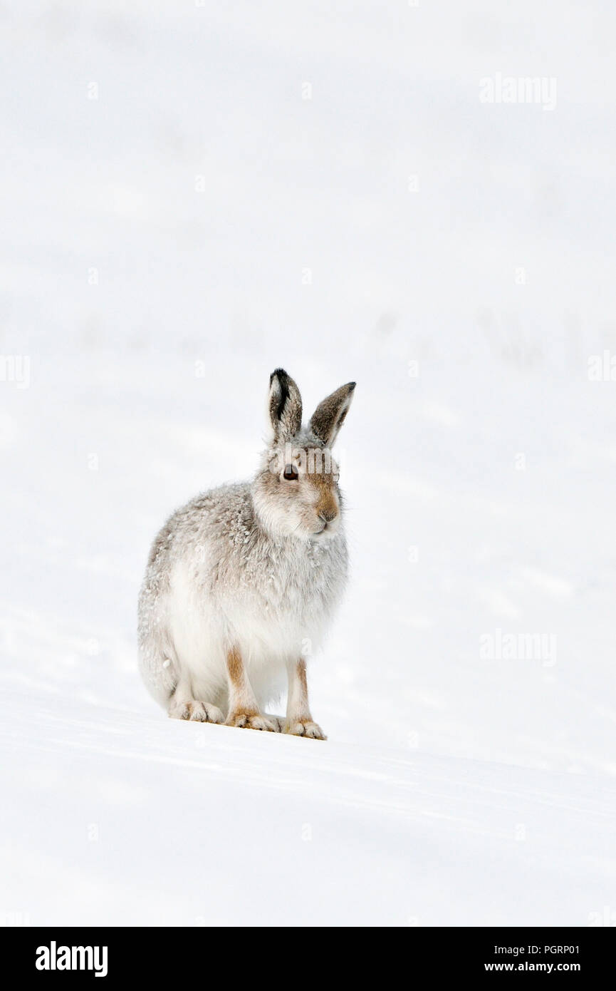 Lièvre, Lepus timidus, UK Banque D'Images