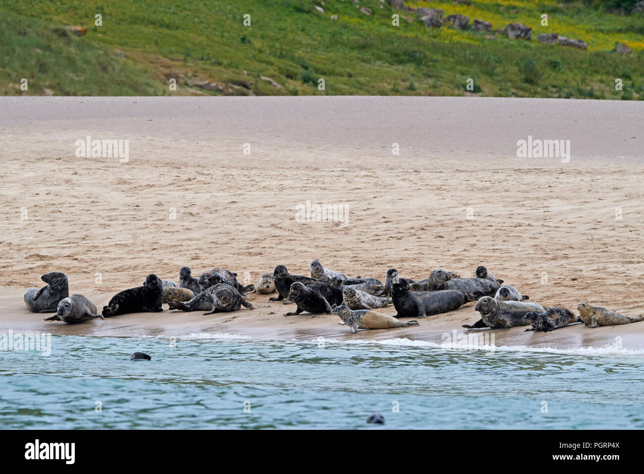 Les phoques gris sur la plage de Mingulay, Bishop's, îles Hébrides extérieures, en Écosse, Royaume-Uni Banque D'Images