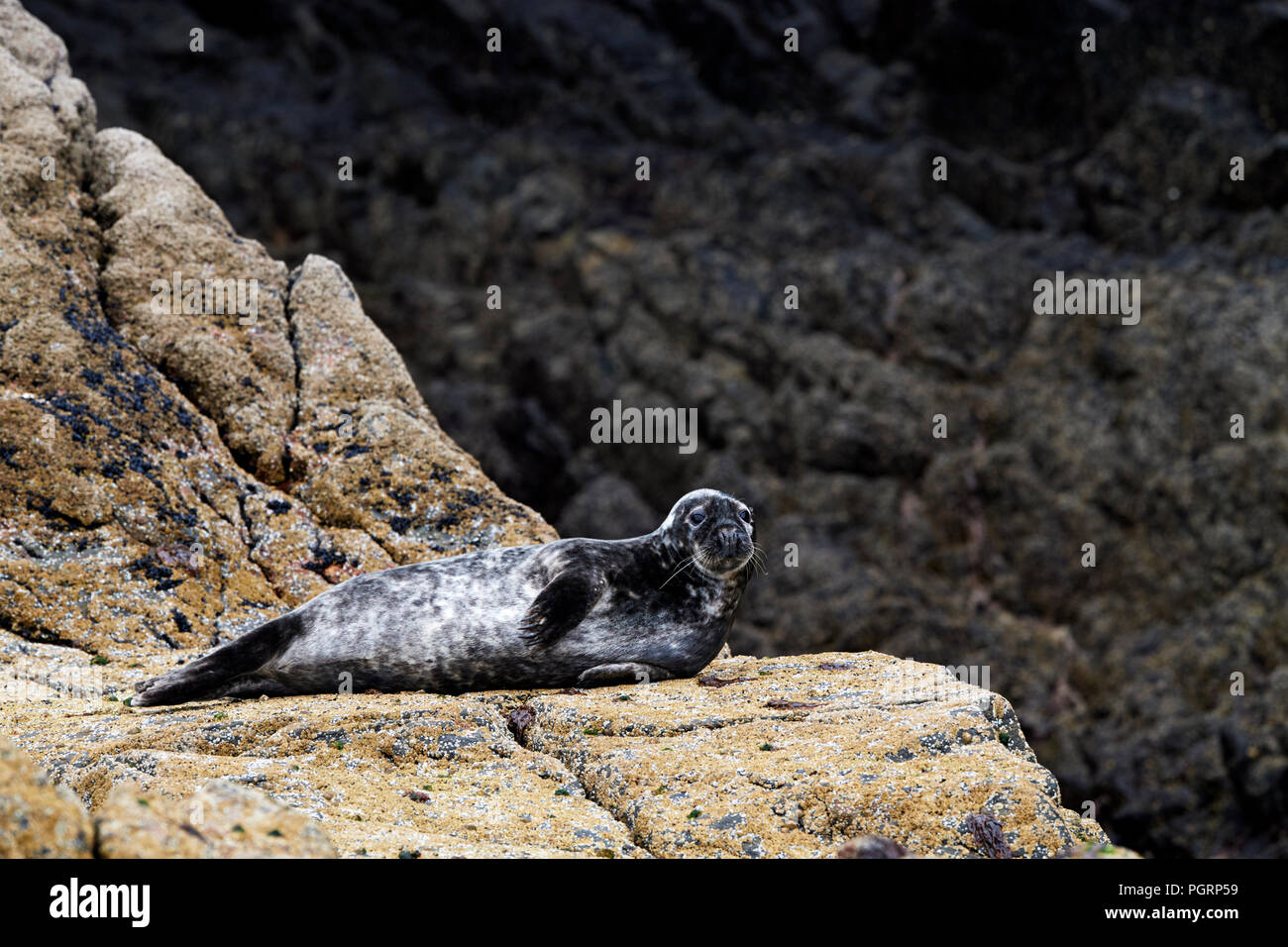 Les phoques gris sur la plage de Mingulay, Bishop's, îles Hébrides extérieures, en Écosse, Royaume-Uni Banque D'Images